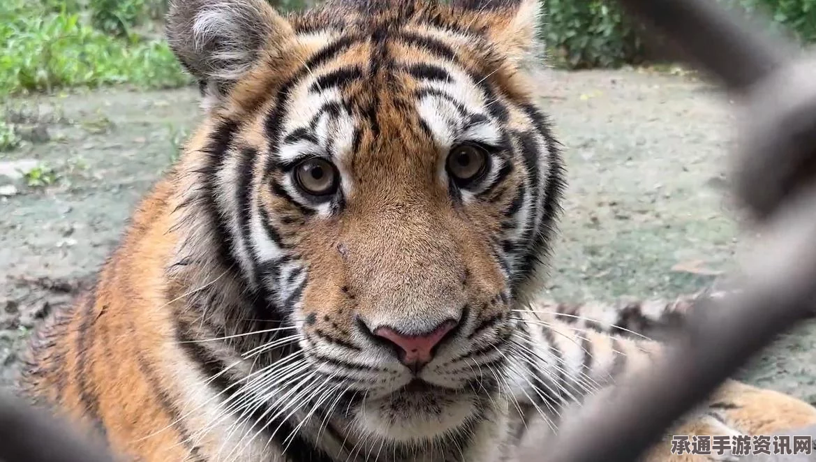 仙境传说RO大猫的祝福套装效果深度解析与实战技巧方法