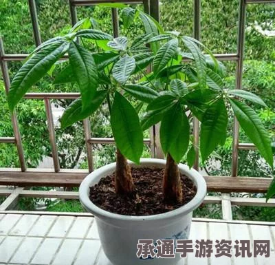 天天酷跑招财金宝最强搭配攻略详解与策略探讨