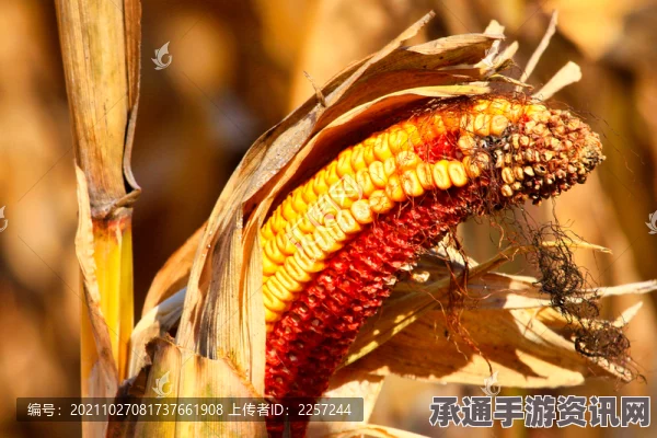 七日杀之玉米穗，作用、获取及实用技巧全面解析