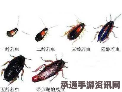 揭秘日本蟑螂塔，昆虫世界的独特魅力与探索技巧
