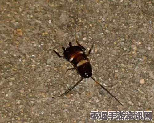 揭秘日本蟑螂塔，探索昆虫世界的独特魅力与技巧方法