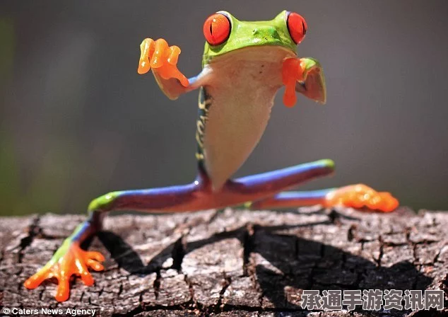 印尼功夫青蛙搞笑瞬间，伸展与耍宝的视觉盛宴组图