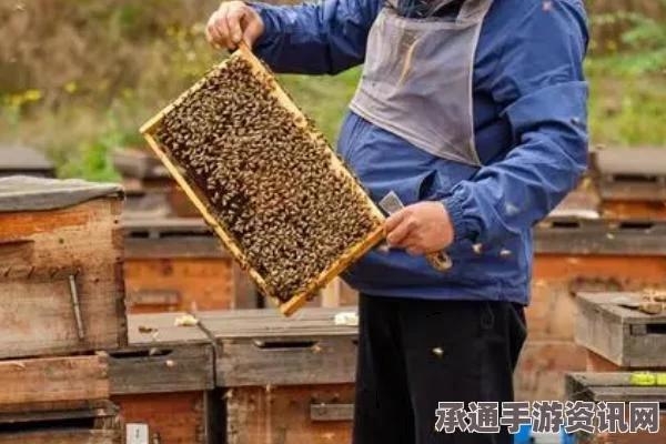 牧野之歌，蜜蜂养殖致富秘诀与快速赚钱技巧探索