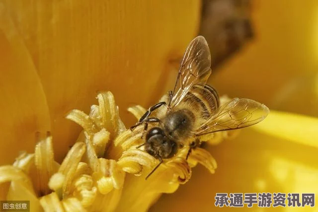 牧野之歌，如何利用蜜蜂实现快速赚钱的技巧方法