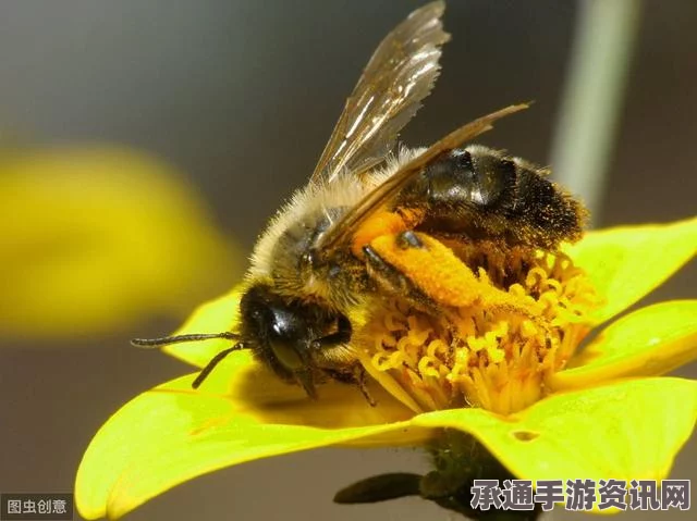 牧野之歌，如何利用蜜蜂实现快速赚钱的技巧方法
