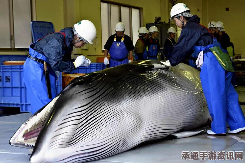日本捕鲸史揭秘，商业捕鲸长达四百余年