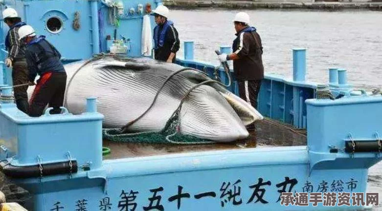日本恢复南极捕鲸行动遭国际反对与挑战，全球环保呼声高涨之下的一场博弈