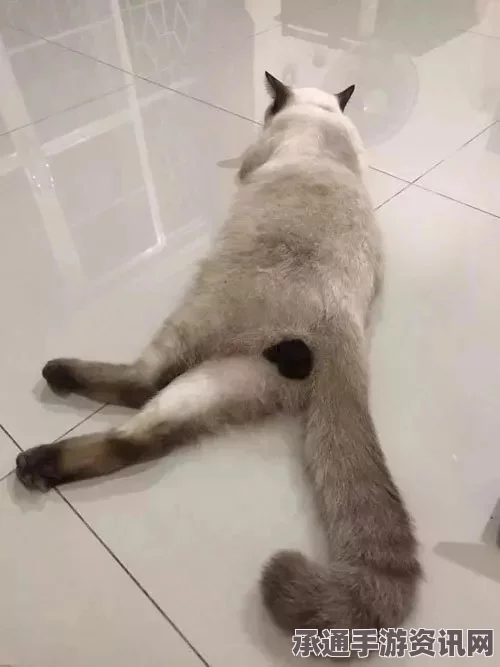 蛋仔派对中的暹罗猫，深度解析与盲盒技巧