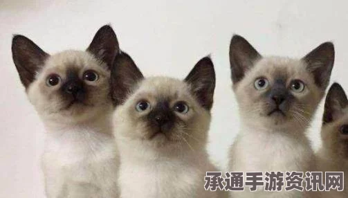 蛋仔派对中的暹罗猫，深度解析与盲盒技巧