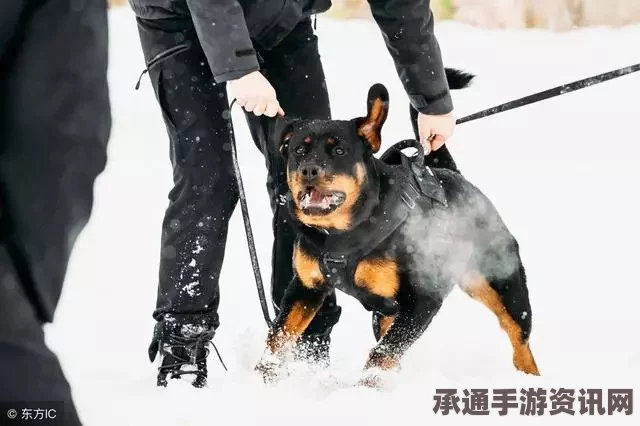 美国护卫犬的神奇表现，敏锐捕捉喵星人的车道冒险行为