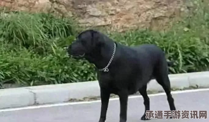暗黑破坏神4s5自然狂犬撕咬改变详解与技巧方法探讨
