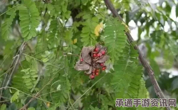 暗黑破坏神4s5剧毒藤蔓的使用技巧与方法详解