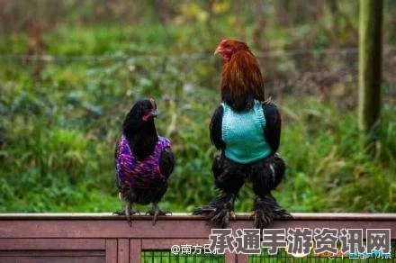 英国女子创意行为，为鸡织套头衫过冬，引发网友热议—技巧和方法的探讨