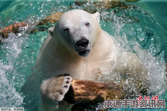 全球暖化背景下北极熊生存挑战及应对策略，北极海冰溶解的挑战与应对之道