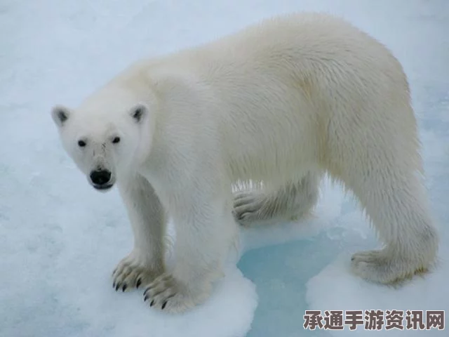 全球暖化导致北极海冰溶解，北极熊生存挑战与应对策略