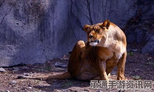 揭秘西伯利亚冰冻万年狮子尸体，如家猫般大小（组图）探索古生物保护与展示的技巧方法