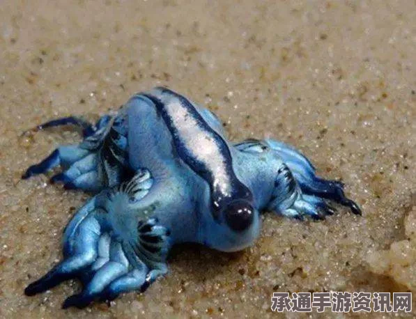 澳大利亚海滩惊现神秘蓝色生物，外星来客猜想引发关注（附图详解）