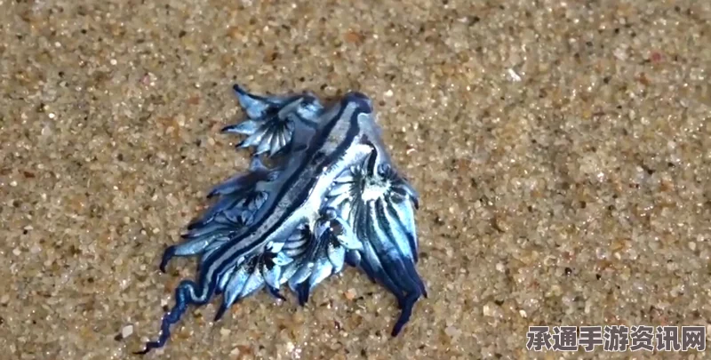 澳大利亚海滩惊现神秘蓝色生物，奇特现象引发外星来客猜想（附图）