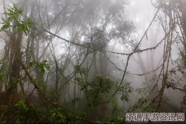 森林地面诡异呼吸现象解析，揭秘飓吹袭后的森林秘密