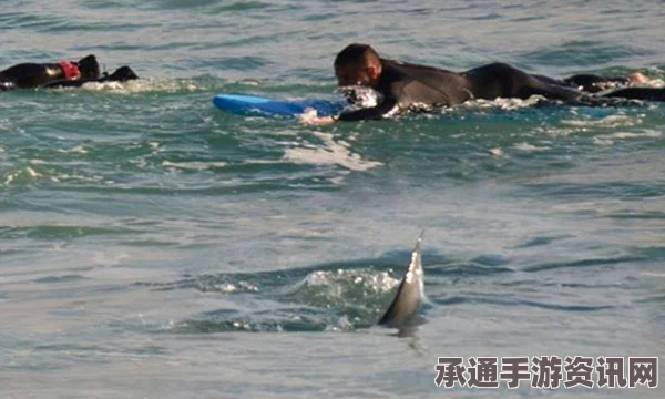 澳冲浪天才遭遇鲨鱼袭击事件，海洋安全技巧探讨与现场实录
