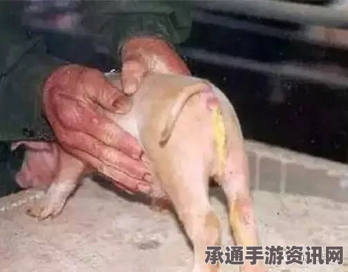 七日杀痢疾详解，症状处理与生存技巧指南