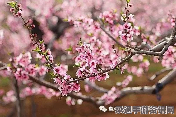 桃源深处有人家春分花朝活动攻略及技巧解析