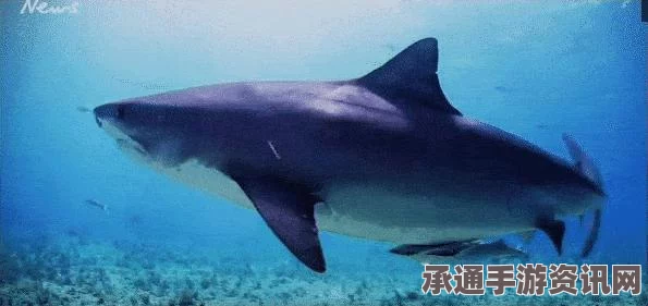 洛杉矶海滩遭遇鲨鱼袭击，冲浪者的安全危机与应对策略探索
