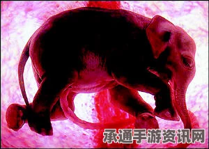 世界首例母象输血手术成功拯救濒危泰一母象生命，产后子宫溃烂获救治