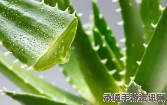 七日杀芦荟霜制作详解及效果介绍，技巧方法与实用问答