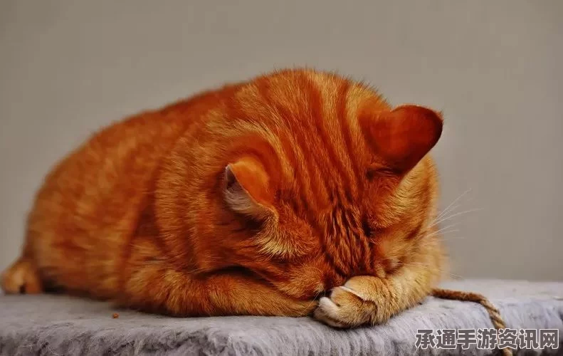 英国小猫奇迹生还，从悬崖坠落125米深度经历生死边缘的挑战（附图详解）