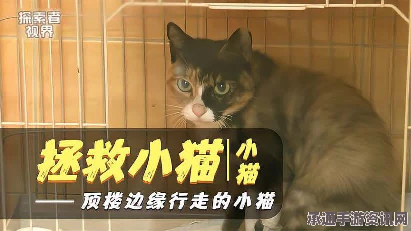 英国小猫奇迹生还，从悬崖坠落125米深度经历生死边缘的挑战（附图详解）
