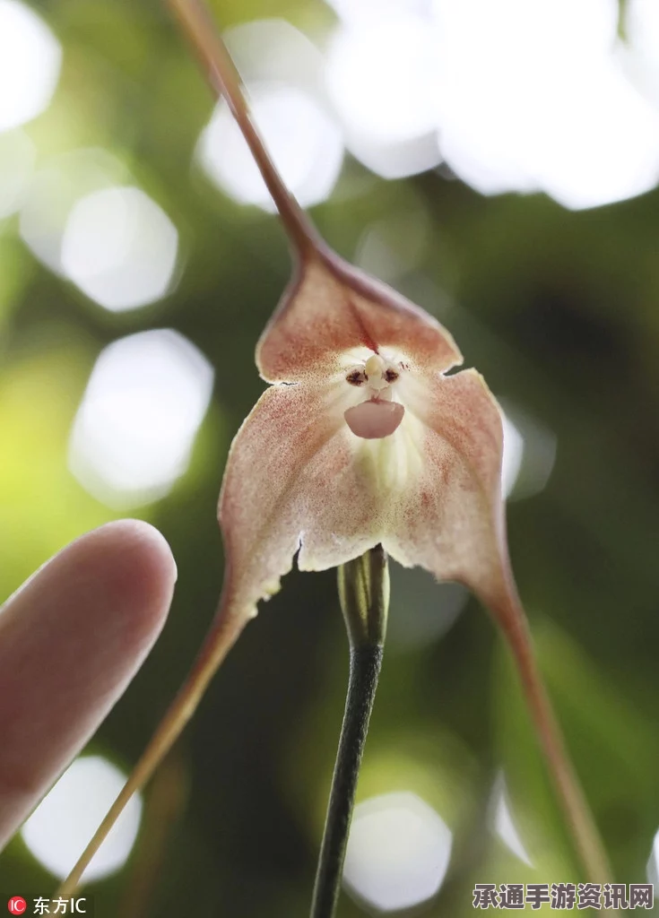 珍稀猴脸兰花发现于日本植物园，独特形态、观赏技巧与养护方法全揭秘