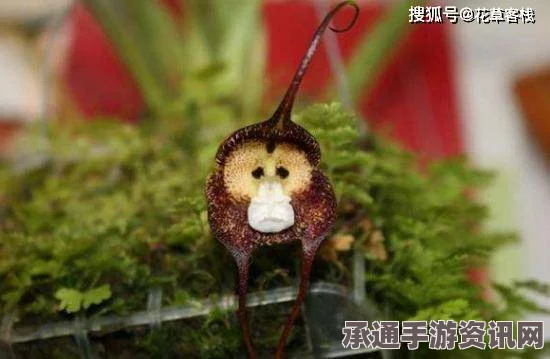 日本植物园发现珍稀猴脸兰花，形态奇特，观赏技巧与养护方法揭秘