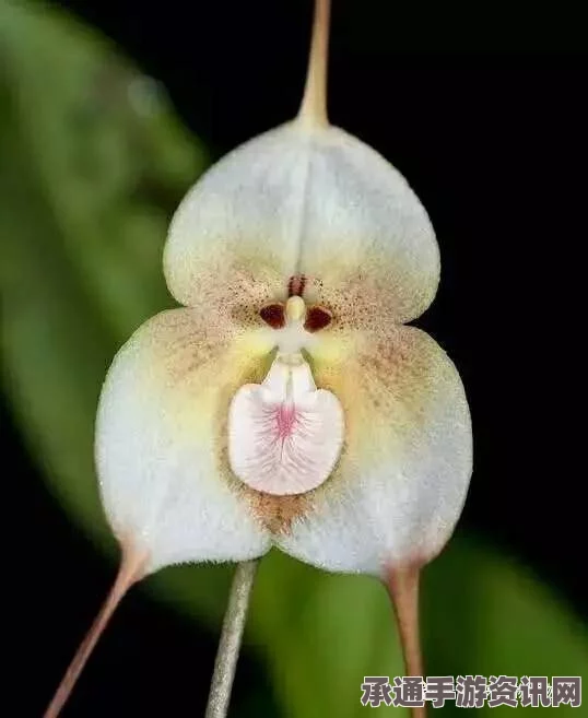 日本植物园发现珍稀猴脸兰花，形态奇特，观赏技巧与养护方法揭秘