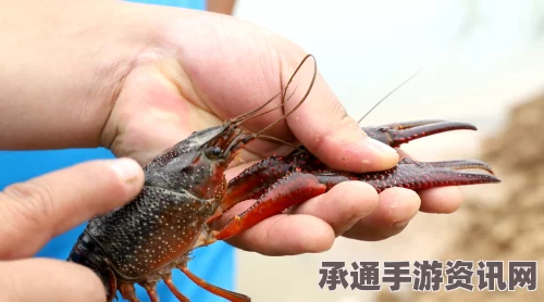 蓟马吸引者，群飞奇遇的完成技巧全解析