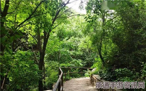 光遇绿树成荫时的探索之旅及活动详解