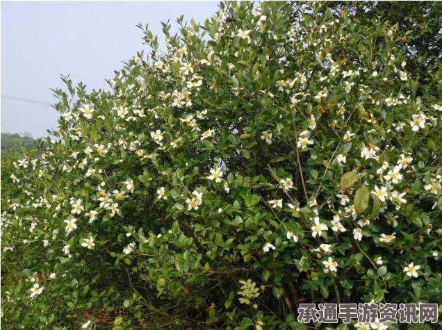 动物之井，陀螺获取方法与技巧全面解析
