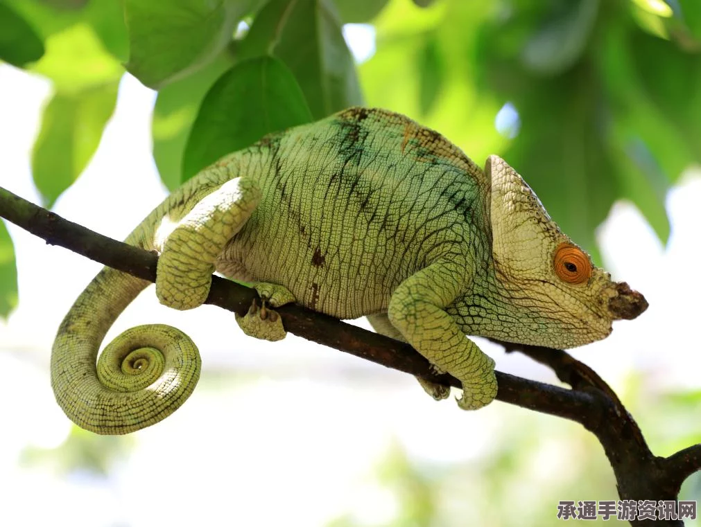 动物之井，变色龙挑战全攻略及技巧详解指南