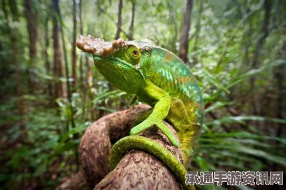 动物之井，变色龙挑战攻略及技巧方法详解