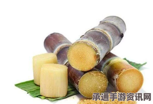牧野之歌，极品甘蔗煲汤的秘诀与技巧